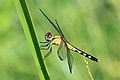 * Nomination Band-winged dragonlet (Erythrodiplax umbrata) female, Tobago --Charlesjsharp 10:14, 16 May 2016 (UTC) * Promotion Good quality. --Jacek Halicki 10:44, 16 May 2016 (UTC)