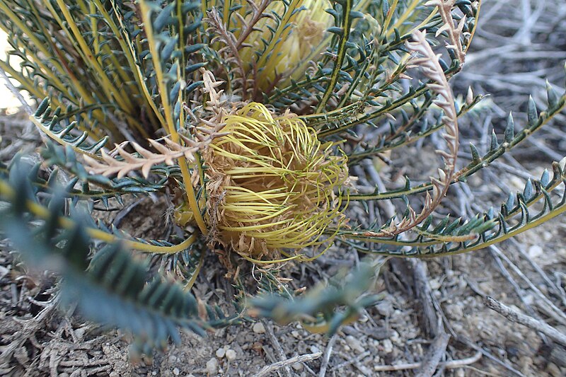 File:Banksia arctotidis detail.jpg