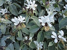 Barleria albostellata, b, Оу Форт, Дурбан.jpg