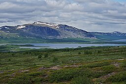 Bartaure från fjället Jåhkågaskatjårro sommaren 2015.