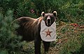 The Barnstar EATEN BY A BEAR is awarded to any Wikipedian who says something very humorous and or random, thus cheering up fellow Wikipedians who read it. Introduced by Karmafist.