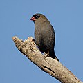 Beautiful Firetail, Wentworth Falls, New South Wales, Australia