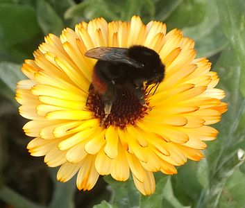 Bee on a flower