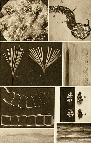 File:Beitrge zur Biologie der Pflanzen (1870-2006) (19742062613).jpg