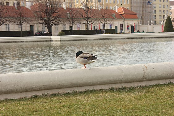 Belvedere Palace in Vienna