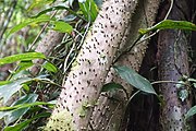 エクアドルで撮影されたヤシ科の根