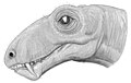 Biarmosuchus tagax.jpg