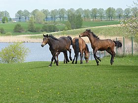 Caballos marrones al galope en un prado