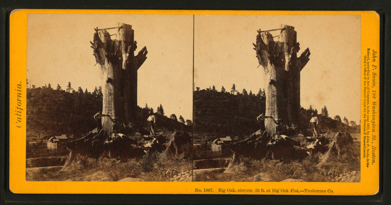 File:Big Oak, circum. 36 ft. at Big Oak Flat, - Tuolumne Co, by John P. Soule.png