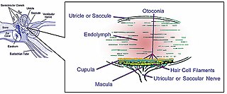 Macula of utricle