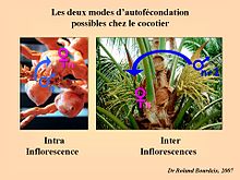 Les deux modes d'autofécondation possibles chez le cocotier, Côte d'Ivoire.