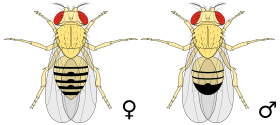 Drosophila melanogaster