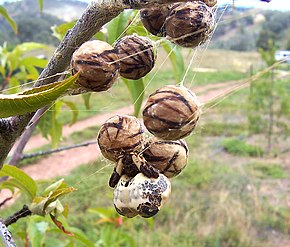 Resmin açıklaması Bird drop spider03.jpg.