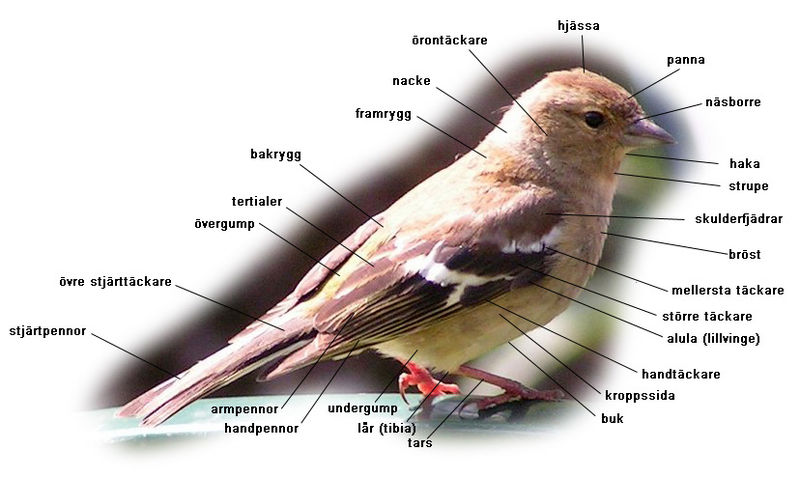 File:Birdtopography.jpg