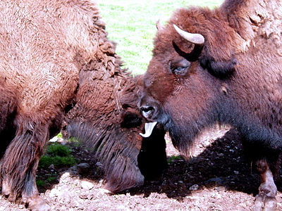 Bison d'Amérique du Nord