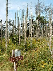 Dead trees on the crest of the Black Mountains, in Mount Mitchell State Park. Black mountains dead trees.jpg