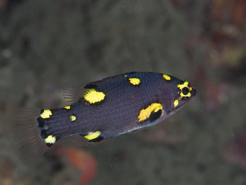 File:Blackbelt hogfish juvenile (Bodianus mesothorax) (39607771755).jpg