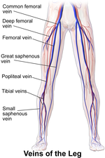 Miniatura per Vena femoral