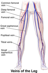 Veins of the leg.