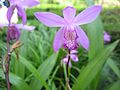 Bletilla striata