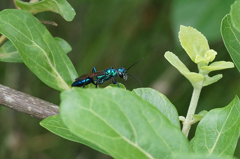 File:Blue metallic wasp 05855.JPG