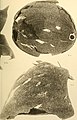 Boletim do Museu Goeldi (Museu Paraense) de Historia Natural e Ethnographia (1904-1914.) (20378444882).jpg