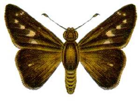 Borbo cinnara