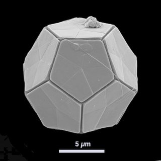 <i>Braarudosphaera bigelowii</i> Dodecahedron shaped coccolithophore