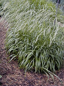 Brachypodium sylvaticum.jpg