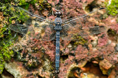 Bradinopyga konkanensis female from Devgad.jpg