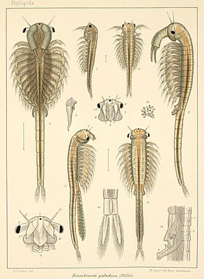 Disegni di Branchinecta paludosa