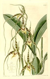 <i>Brassia caudata</i> Species of flowering plant known as the tailed Brassia, spider orchid and cricket orchid