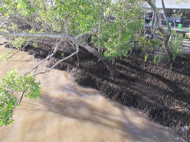 File:Brisbane CBD mangroves near south quay 1.jpg