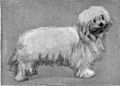 Maltese from 1911