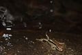 Brown Forest Skink (Sphenomorphus incognitus) 股鱗蜓蜥.jpg