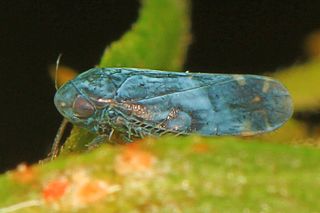 <i>Xestocephalus</i> Genus of true bugs