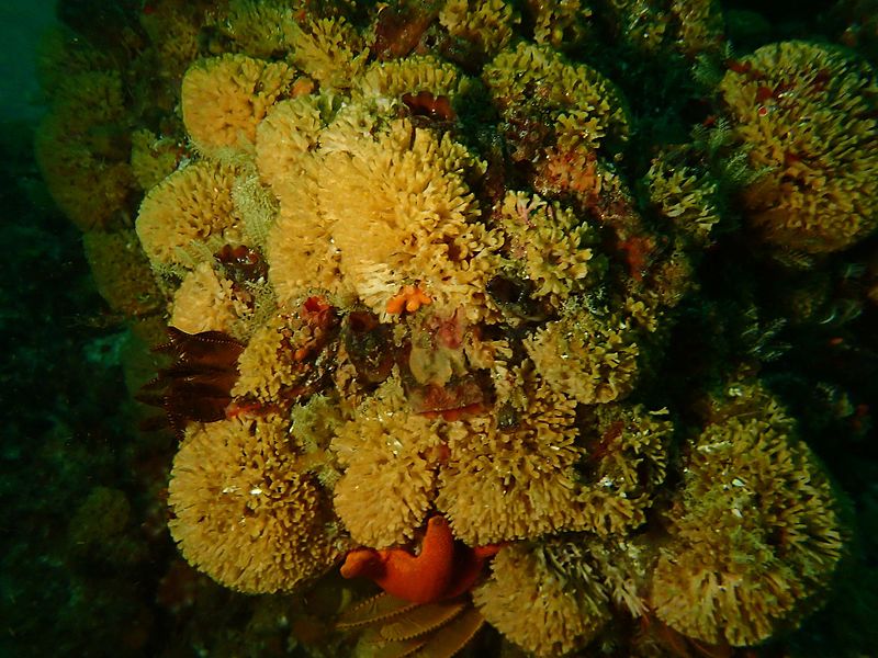 File:Bryozoans at Kreef Reef P5280134.jpg