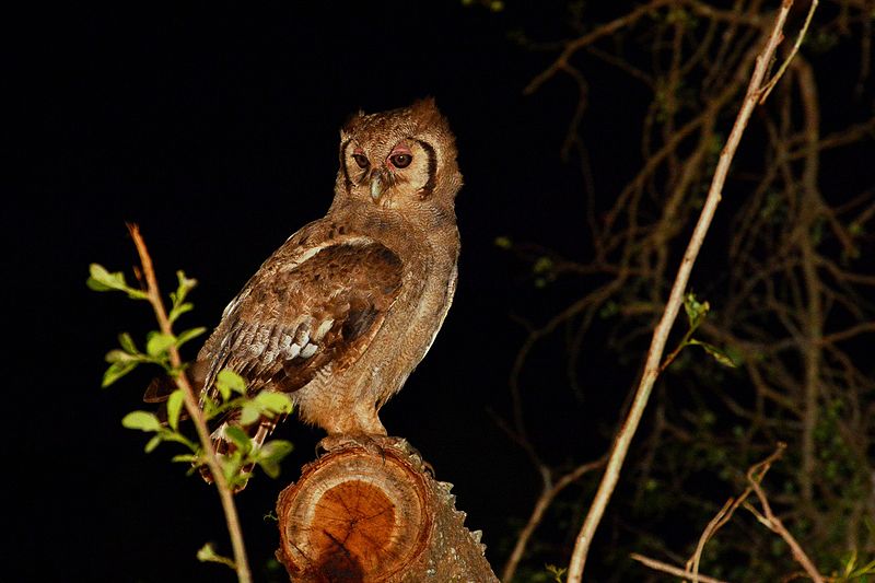 File:Bubo lacteus in Kruger National Park.jpg