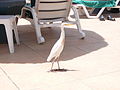 Bubulcus ibis 0003.jpg