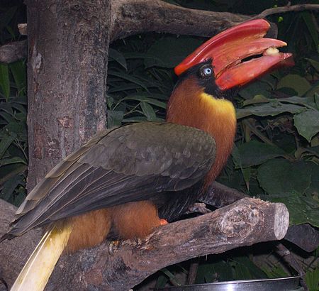 Buceros hydrocorax eating.jpg