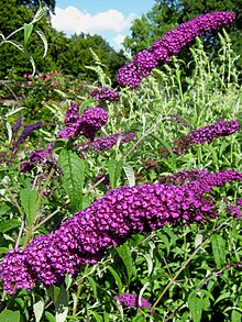 Buddleja davidii 'Kraliyet Mor'.jpg