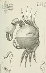 Miniatuur voor Trichopeltarion nobile