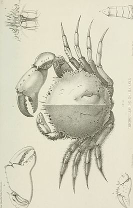 Trichopeltarion nobile