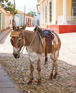 Donkey arranged to work taking photos with tourists