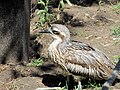 Bush Stone-curlew 2.jpg