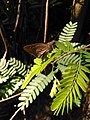 Buterfly brown.jpg