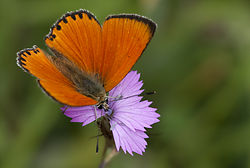 Dukatsommerfugl (Lycaena virgaureae)