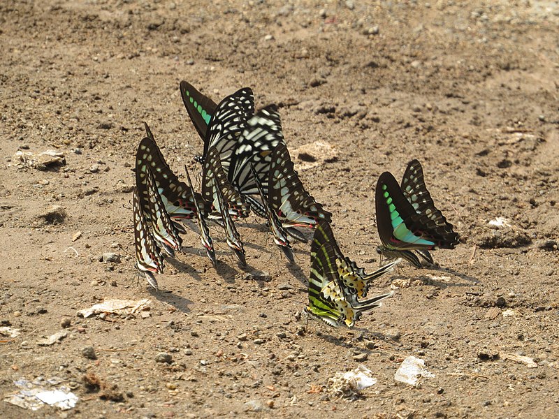 File:Butterfly mud-puddling at Kottiyoor Wildlife Sanctuary (26).jpg