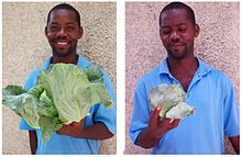 Cabbage grown in excreta-based compost (left) and without soil amendments (right), SOIL in Haiti Cabbage grown in compost.jpg