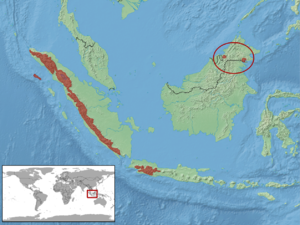 Calamaria modesta distribution.png